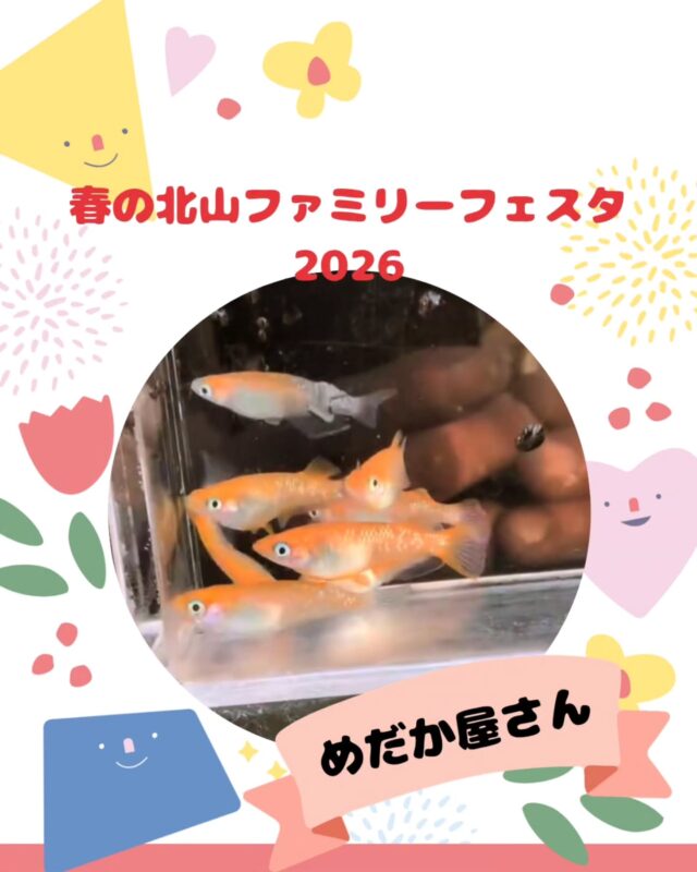 【春の北山ファミリーフェスタ出店】

春の北山ファミリーフェスタ
5/10(日)10:00～15:00(最終受付14:30)

出店いただくお店の紹介です!
￣￣￣￣￣￣￣￣￣￣￣￣￣￣
🌱めだか屋さん🌿
@azuma_n2023

めだかにいい季節が、来ました!
色々な品種の、めだかに癒されて
是非飼育を始めてみてはいかがでしょうか🎉🐟

フェスタでは
めだかすくい✨
珍しい品種の個体販売を行います😊

ぜひ見に来てくださ～い😄

#めだか#めだかすくい#個体販売#癒し #飼育
